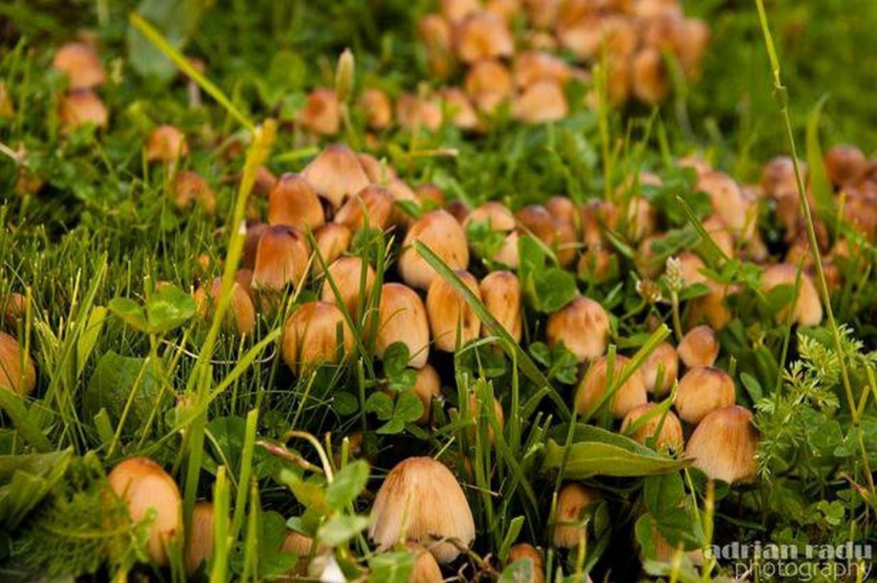 Cabana Mariuca 푼다타 외부 사진